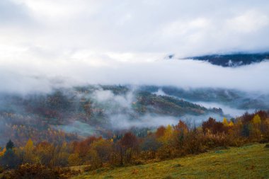 Karpatların ılık yeşil dağlarında yoğun renkli ormanlar kalın gri sisle kaplıdır.