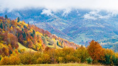Karpatların ılık yeşil dağlarında yoğun renkli ormanlar kalın gri sisle kaplıdır.