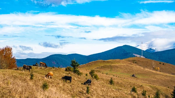 Una Manada Vacas Pastan Una Inundada Luz Solar Come Hierba —  Fotos de Stock