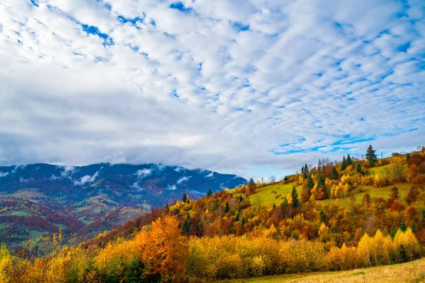 Colorful Dense Forests Warm Green Mountains Carpathians Covered Thick Gray — Stock Photo, Image