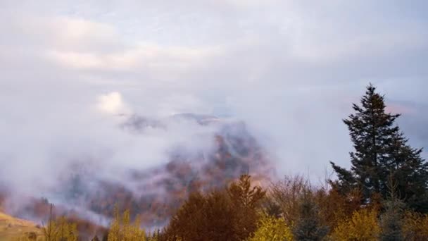 Серый туман покрыл сосновый лес — стоковое видео