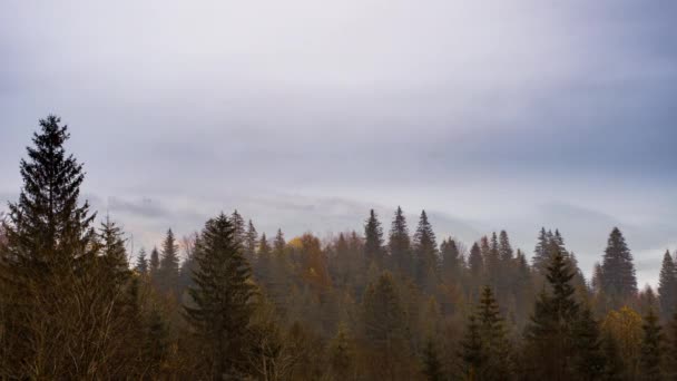 Niebla gris cubrió el bosque de pinos — Vídeos de Stock