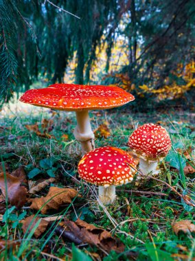 Sonbaharda Karpat Dağları 'ndaki yoğun renkli bir ormanda yeşil bir çayırda güzel vahşi mantar Amanita.