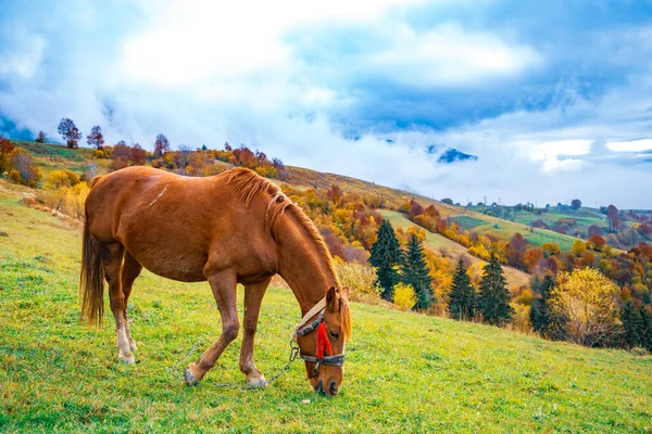 Bel Étalon Gracieux Marche Long Champ Verdoyant Mange Herbe Fraîche — Photo