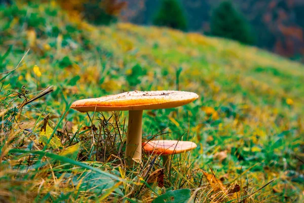Красивые Дикие Грибы Зеленом Лугу Густом Разноцветном Лесу Карпатах Осенью — стоковое фото
