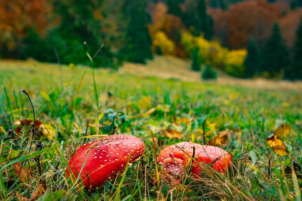 Vacker Vild Svamp Amanita Grön Äng Tät Mångfärgad Skog Karpaterna — Stockfoto