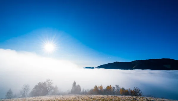 Осінь Рано Вранці Замерзла Суха Трава Вкрита Білим Туманом Під — стокове фото