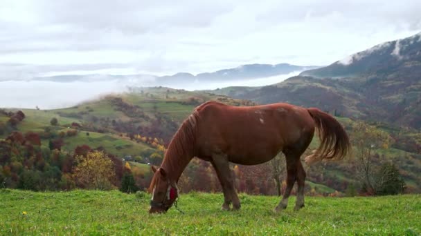 美しい優雅な茶色の馬は ウクライナの絵のように美しいカルパティア山脈の雲の中で暖かい秋の太陽を楽しんで緑の草を食べます Uhd 4Kリアルタイムビデオ — ストック動画