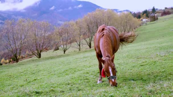 Cheval Gracieux Mange Herbe Profitant Soleil Automne Chaud Dans Les — Video