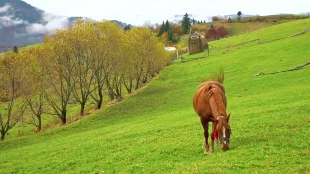 Ein anmutiges Pferd frisst Gras und genießt die warme Herbstsonne in den Karpaten in der Ukraine — Stockvideo