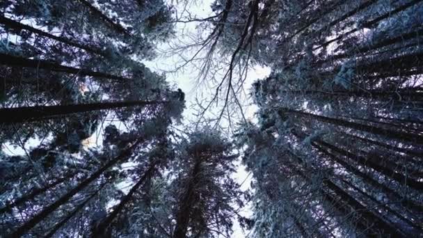 Hledáš v zimním borovicovém lese. — Stock video