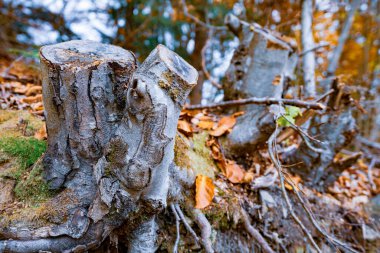 Sonbahar sık ormanlarında ve yeşil küf içinde çok renkli yapraklar serpiştirilmiş eski çürük bir kütük.