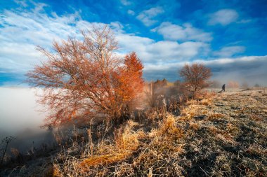 Donmuş çimenler, beyaz buzla kaplanmış güzel mavi gökyüzünün arka planına ve yumuşak beyaz sise karşı.