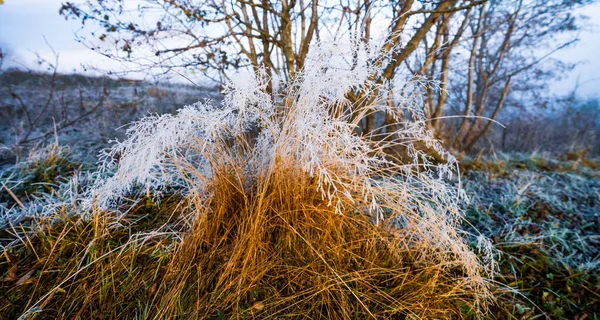 Frozen grass covered with white frost against the backdrop of a beautiful blue sky and fluffy white fog