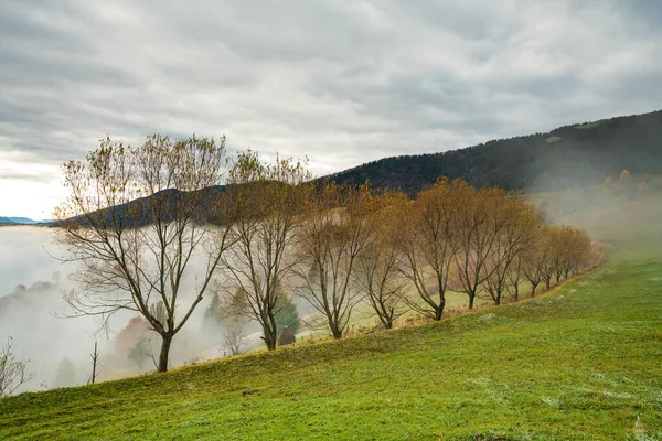 Colorful dense forests in the warm green mountains of the Carpathians covered with thick gray fog