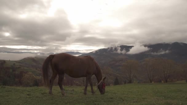 Un cheval gracieux mange de l'herbe en profitant du soleil d'automne chaud dans les montagnes des Carpates en Ukraine — Video