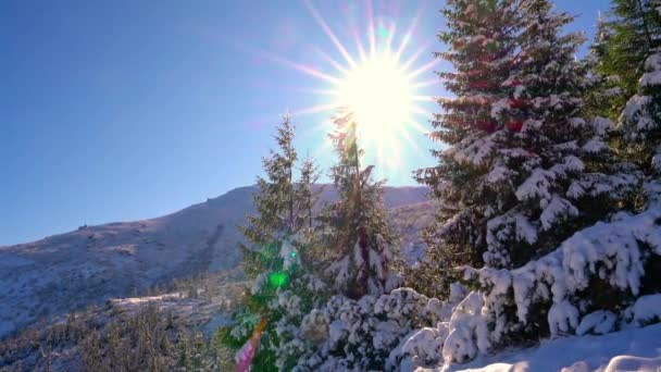 Όμορφα ψηλά χριστουγεννιάτικα δέντρα καλύπτονται με λευκό χιόνι σε ένα λόφο ανάμεσα στα Καρπάθια βουνά στη γραφική Ουκρανία — Αρχείο Βίντεο