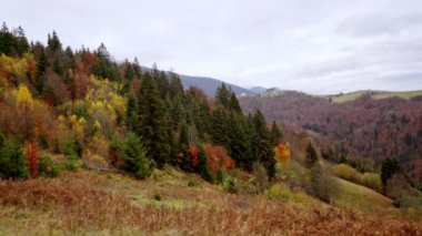 Ukrayna 'da Karpatlar' da renkli sonbahar ağaçlarıyla kaplı güzel tepeler.