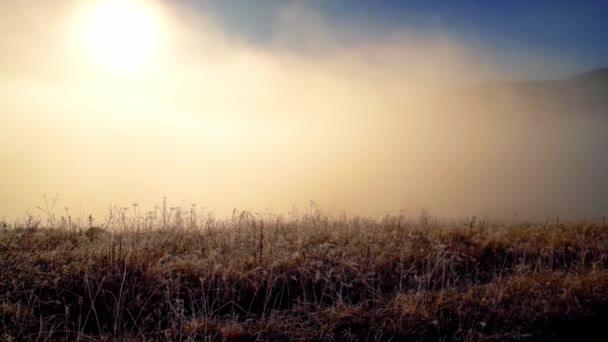 日出的时候，晶莹低矮的草地上布满了闪闪发光的霜冻和雾气 — 图库视频影像