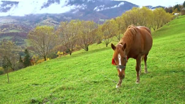 Un cheval gracieux mange de l'herbe en profitant du soleil d'automne chaud dans les montagnes des Carpates en Ukraine — Video