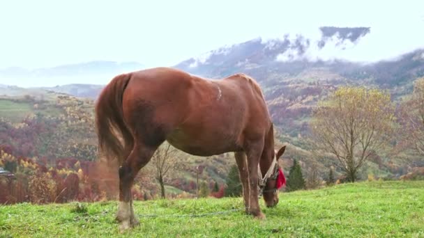 Лагідний кінь їсть траву, насолоджуючись теплим осіннім сонцем у Карпатах. — стокове відео