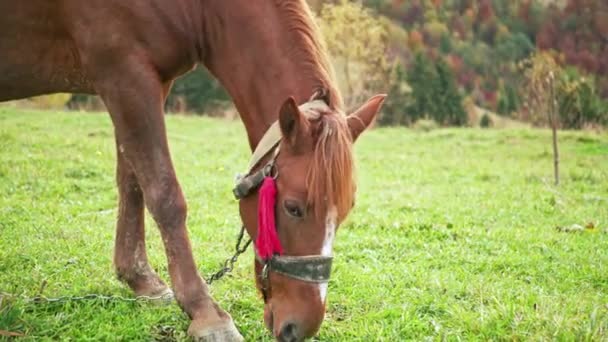 Un cheval gracieux mange de l'herbe en profitant du soleil d'automne chaud dans les montagnes des Carpates en Ukraine — Video