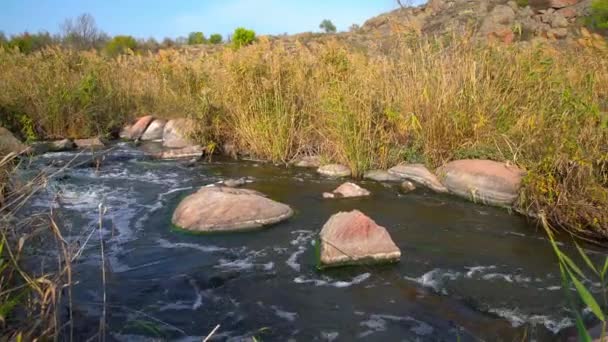 Un arroyo rápido y limpio corre entre suaves piedras húmedas rodeadas de grumos altos y secos — Vídeo de stock