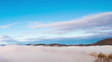 Gri sis çam ormanını kapladı