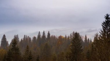 Gri sis çam ormanını kapladı