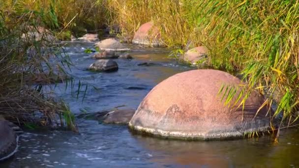 Un arroyo rápido y limpio corre entre suaves piedras húmedas rodeadas de grumos altos y secos — Vídeos de Stock