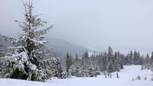 Egy havazással borított kis rét, amelyet ködös időben fenyőfák vesznek körül a Kárpátok hegységében. — Stock videók