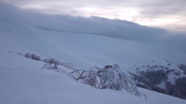 Stor snöig öken på sluttningen av en stor kulle i Karpaterna — Stockvideo