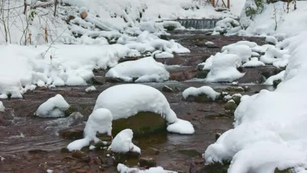 Un ruisseau de montagne coule entre les pierres et les arbres dans les montagnes des Carpates — Video