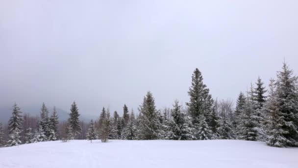 Une petite prairie couverte de neige et entourée de sapins par temps brumeux dans les montagnes des Carpates — Video