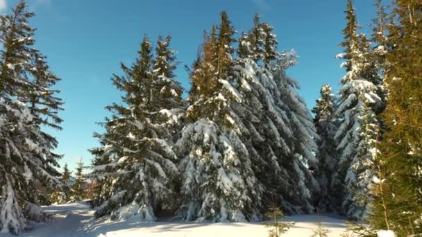 En liten äng på en sluttning omgiven av granar på vintern — Stockvideo