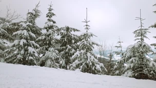 Un pequeño prado cubierto de nieve y rodeado de abetos en tiempo de niebla en las montañas Cárpatos — Vídeo de stock