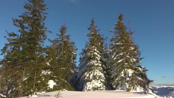 Egy kis rét a domboldalon fenyőfákkal körülvéve télen. — Stock videók