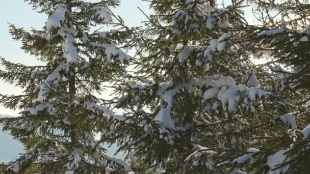 Primo piano degli abeti sullo sfondo del luminoso sole invernale sulle montagne innevate dei Carpazi — Video Stock
