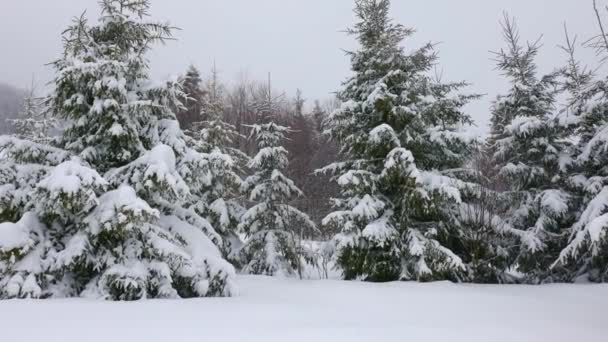 Une petite prairie couverte de neige et entourée de sapins par temps brumeux dans les montagnes des Carpates — Video