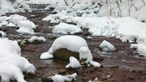 Górski potok płynie wśród kamieni i drzew w Karpatach — Wideo stockowe