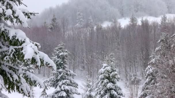 Malá louka pokrytá sněhem a obklopená jedlemi za mlhavého počasí v Karpatech — Stock video