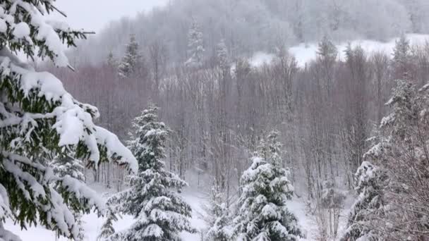 Un pequeño prado cubierto de nieve y rodeado de abetos en tiempo de niebla en las montañas Cárpatos — Vídeo de stock