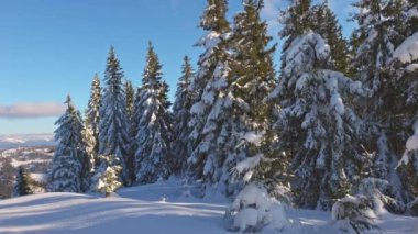Kışın köknar ağaçlarıyla çevrili bir yamaçta küçük bir çayır.