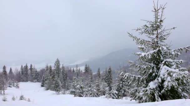En liten äng täckt med snö och omgiven av granar i dimmigt väder i Karpaterna — Stockvideo