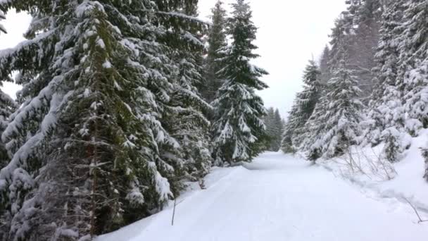 Невелика лука вкрита снігом і оточена ялинами в туманну погоду в горах Карпат. — стокове відео