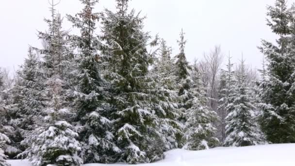 En liten äng täckt med snö och omgiven av granar i dimmigt väder i Karpaterna — Stockvideo