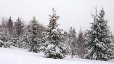 Karla kaplı ve Karpatya dağlarında sisli havada köknar ağaçlarıyla çevrili küçük bir çayır.