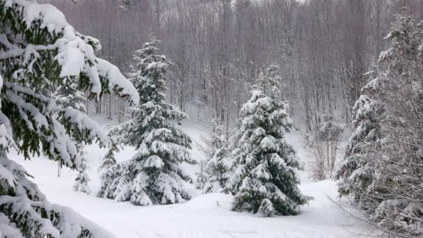 카르파티아 산악 지역의 안개낀 날씨에 눈으로 덮여 있고 전나무로 둘러싸인 작은 초원 — 비디오