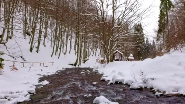 Górski potok płynie wśród kamieni i drzew w Karpatach — Wideo stockowe