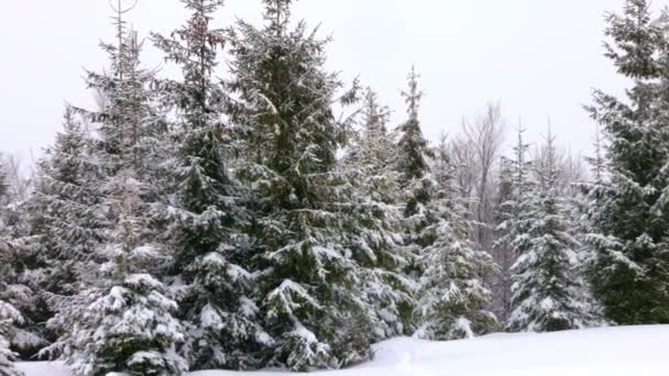 Небольшой луг, покрытый снегом и окруженный еловыми деревьями в туманную погоду в Карпатах — стоковое видео